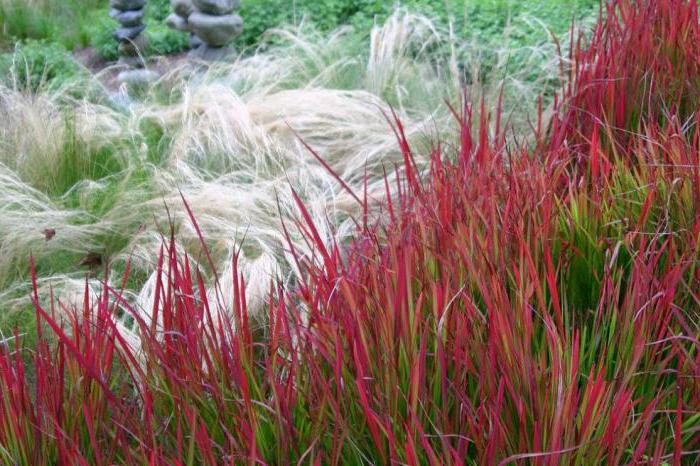 Imperata cylindrical red