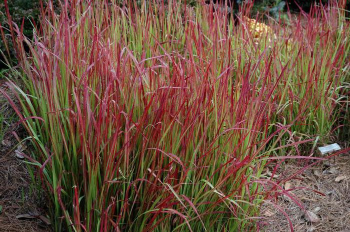Imperata cylindrical red Baron
