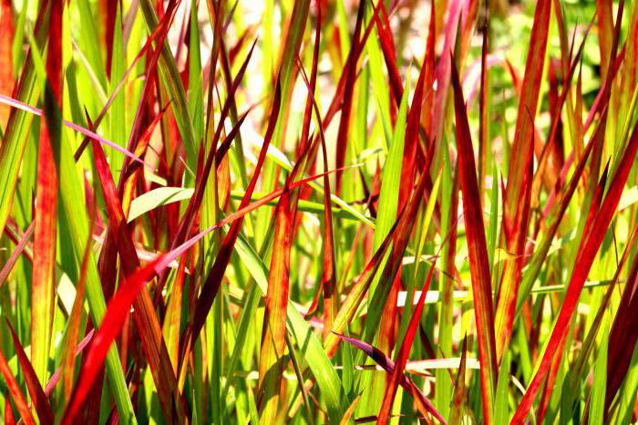 Imperata cylindrical red baron