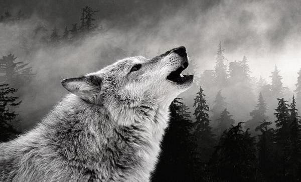 Wolf Totem Wert Zeichen heult