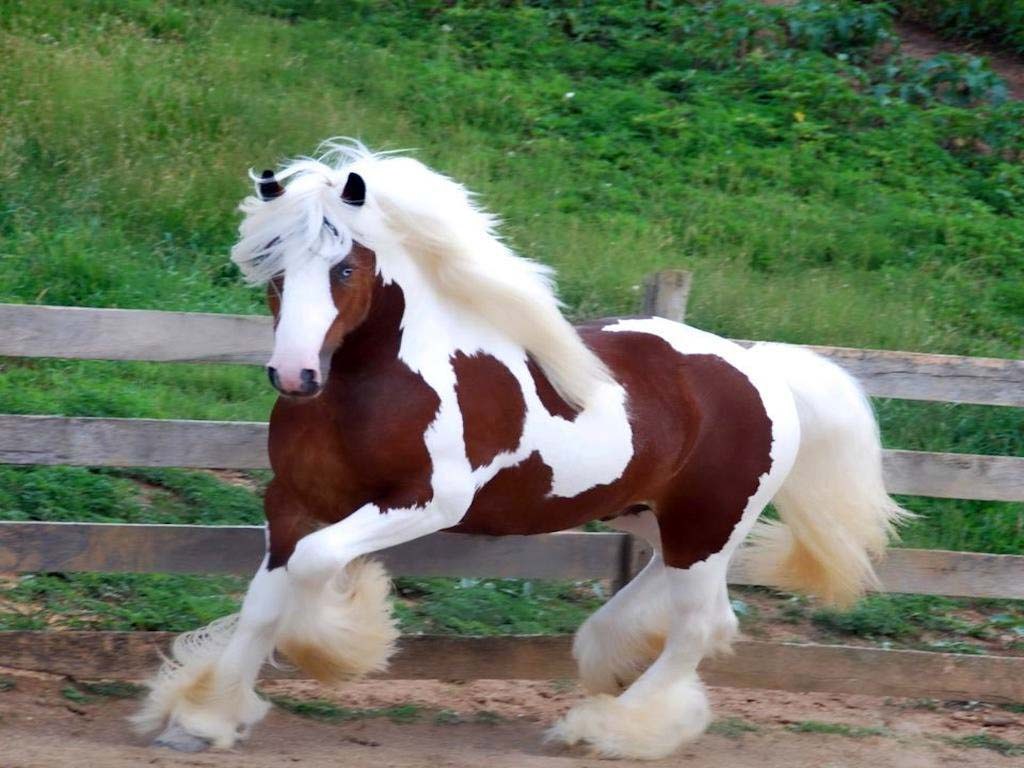 Schecken Shire Horse