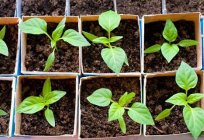 How many days will ascend pepper? How to germinate pepper seeds? Tips for growing peppers