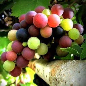 el uso de semilla de uva