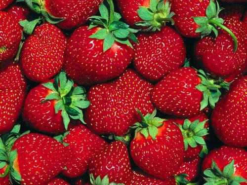 wie man Erdbeeren aus Samen zu Hause