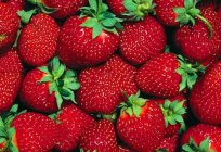 Wie Erdbeeren wachsen aus Samen: Tipps für Anfänger Gärtnern