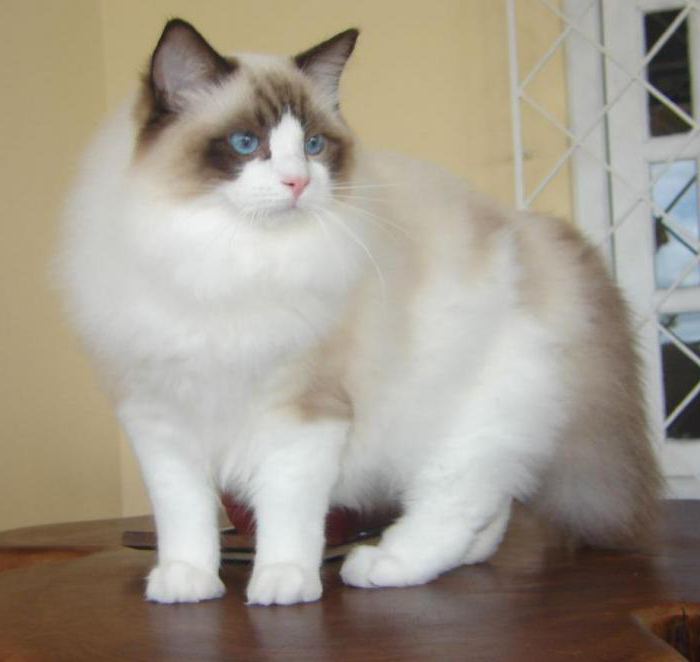 How much are ragdoll kittens
