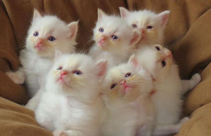 Kittens ragdoll cattery