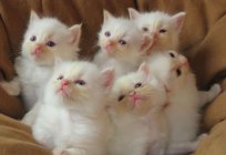 Kittens ragdoll: description of the breed, personality and reviews