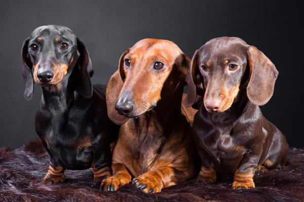 dog types of dachshunds