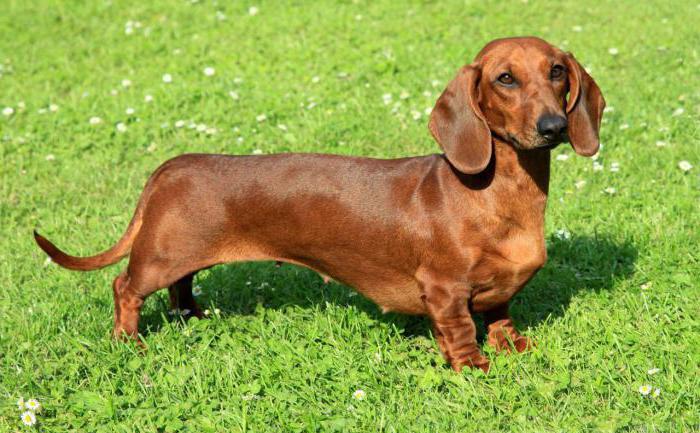 Dachshund types of colors