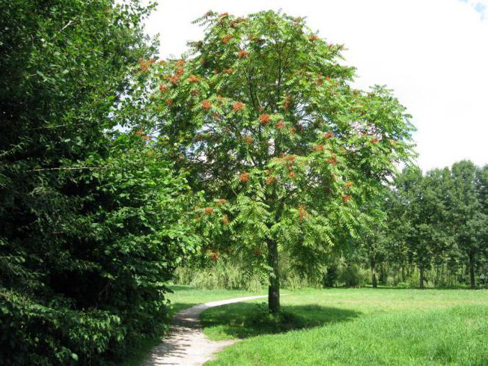 the Ailanthus tree