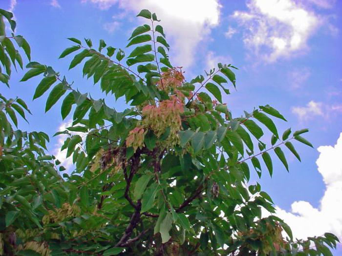 the Ailanthus tree description