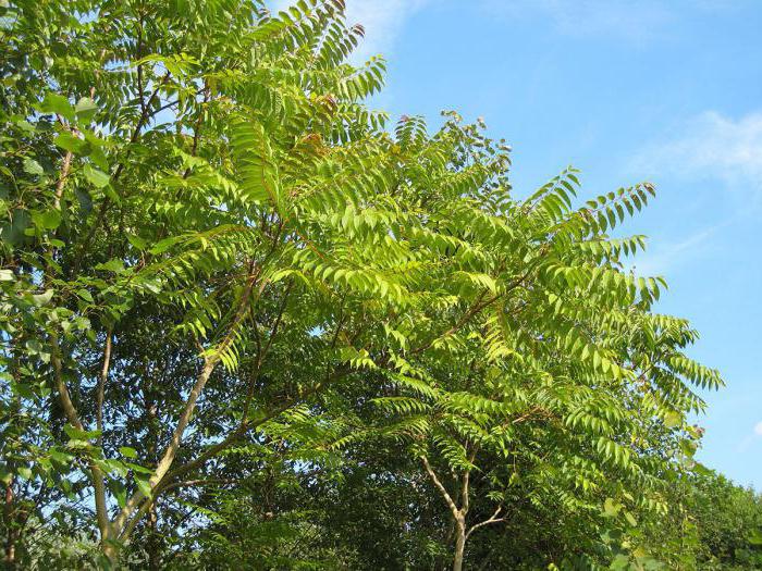 the Ailanthus tree reproduction