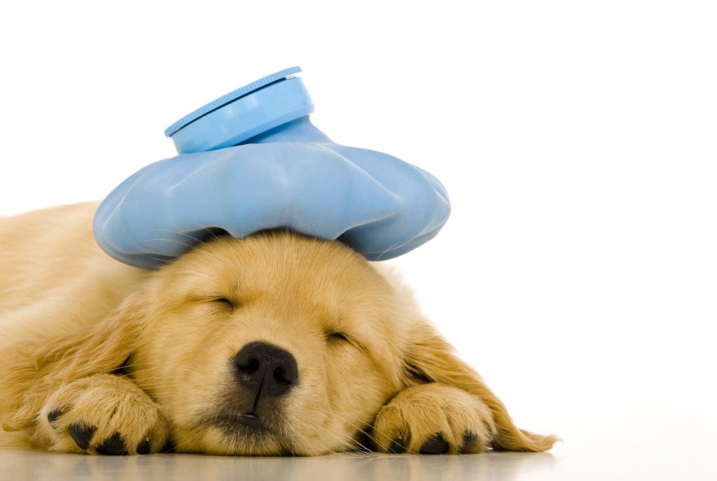 Treatment for dogs