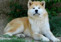Akita-inu dogs are a national treasure of Japan
