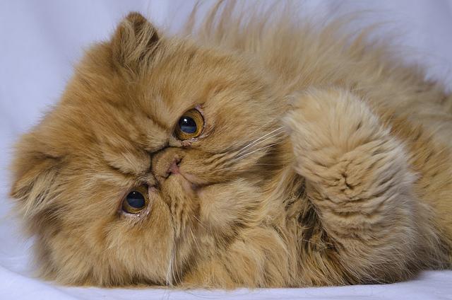 перська порода кішок характер