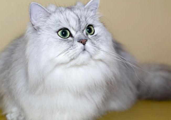  персидська кішка характер