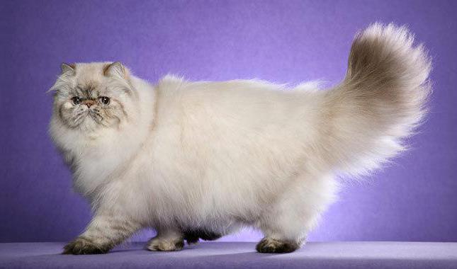 care of Persian cats