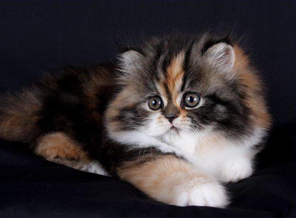 Persian cat history description of the breed character
