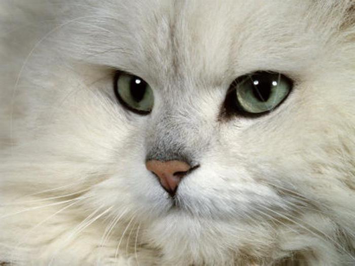 кішки персидська шиншила характер