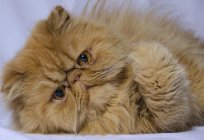 La naturaleza de gatos persas, los rasgos distintivos