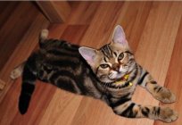 American cat, or the American shorthaired pointer: a description of the breed, character, photo