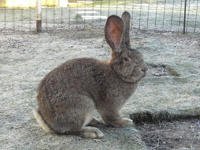 兔子弗拉芒巨大的繁殖