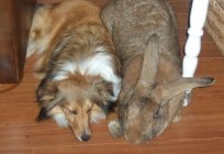 ウサギはフランドルの巨大-巨大ペット