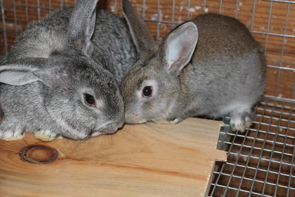 coelhos кролиководство