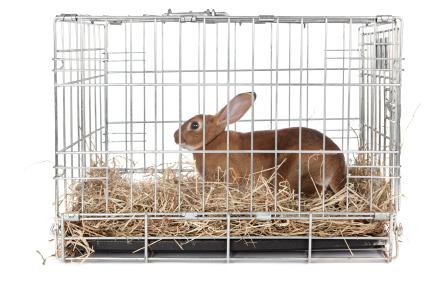 rabbit in the home cage