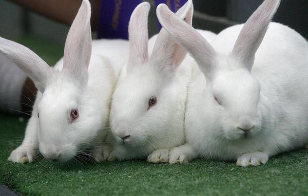 rabbit breeding as a business