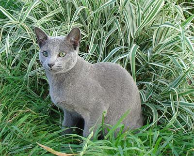 Russisch blau Katze Foto