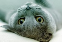 Katze Russisch blau – ein hübscher gut aussehender Mann aus Archangelsk