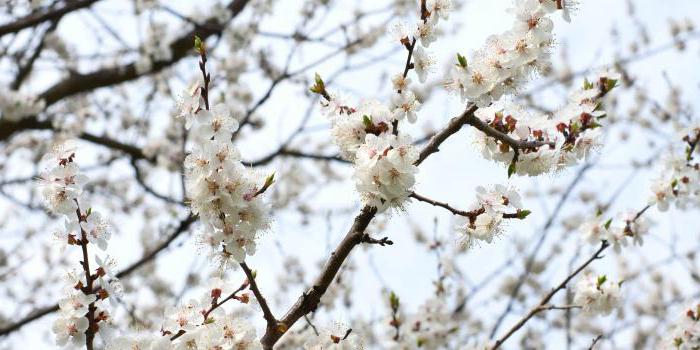 Apricot tree