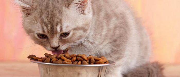 veterinary food for cats