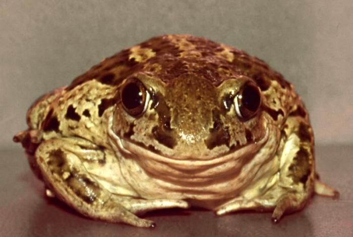 beautiful frog
