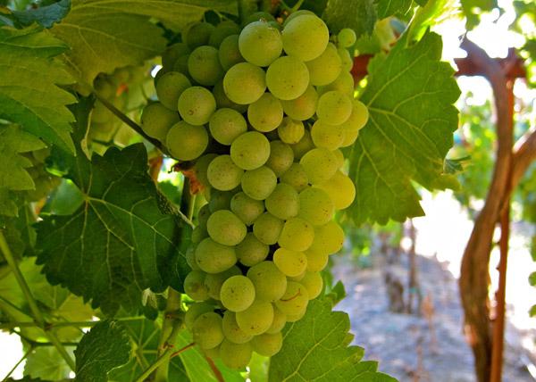 o cultivo de uvas na russia