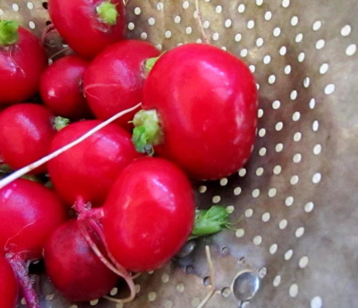 can I eat radishes during pregnancy