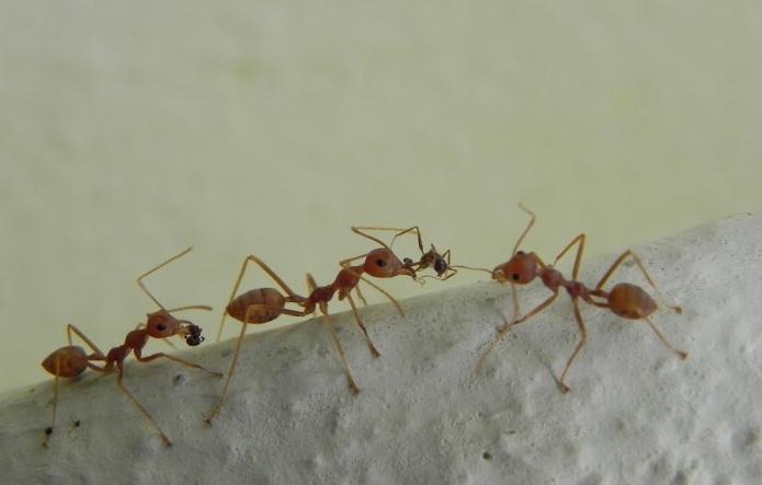 Gel von Ameisen der große Krieger