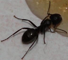 el gel de hormigas