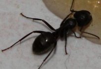 Jel karınca «Büyük savaşçı» - etkili bir araç