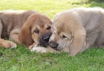 Espanhol mastiff: descrição da raça, a descrição, fotos e opiniões de proprietários
