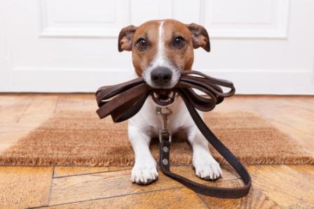how to teach a puppy to a leash