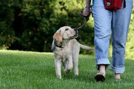 how to teach your puppy to walk on a leash