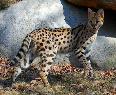 Raza de gatos felino serval