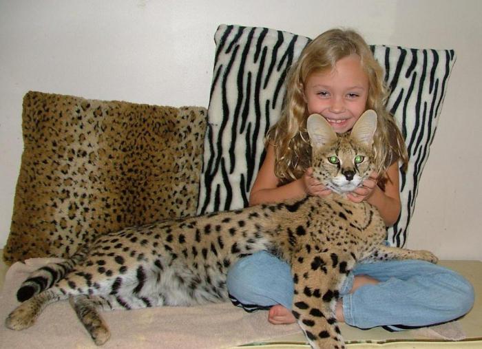 Serval Katze zu Hause