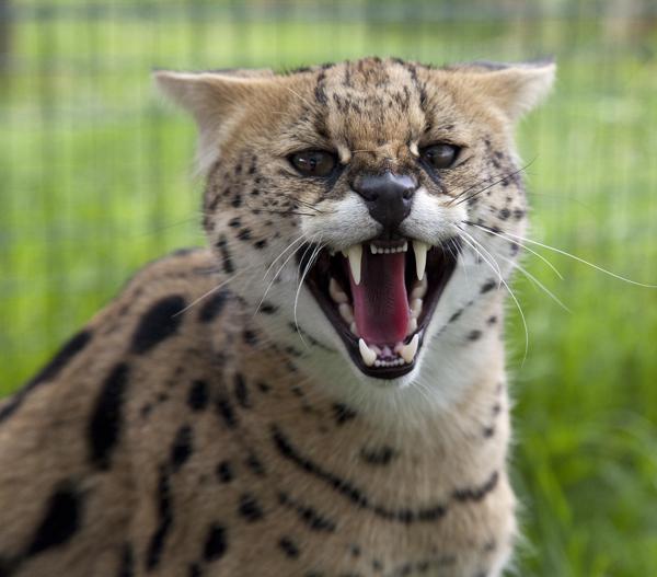 gato Selvagem serval