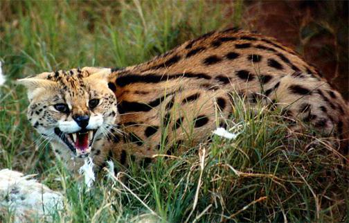 la africana gato felino serval