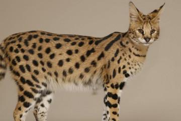 ¿Cuánto cuesta un felino serval gato?