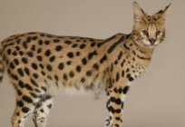 Un felino serval (gato): descripción de la naturaleza de la foto. El contenido de gato felino serval en el hogar